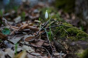 galanthus, snödroppe tre blommor mot de bakgrund av träd. foto