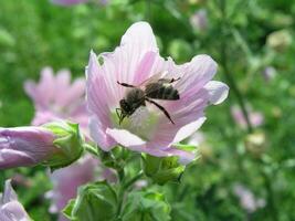 en bi samlar pollen från malva. lila blommor lungört i th foto