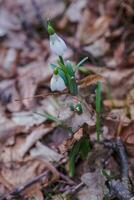 galanthus, snödroppe tre blommor mot de bakgrund av träd. foto