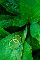 två bröllop ringar lögn på löv av vild vindruvor. de grön backgr foto