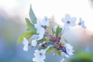 vit blommor körsbär träd. vit blommor körsbär träd. blommor körsbär träd blommat ut. honung och medicinsk växter ukraina. blommande frukt träd. foto