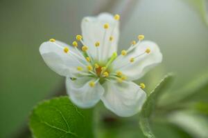 vit blommor körsbär träd. blommor körsbär träd blommat ut. honung och medicinsk växter ukraina. blommande frukt träd. foto