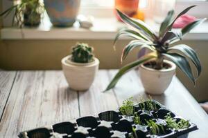 fröplanta tallrik på tabell med grodd microgreen ruccola. plantering plantor för sängar. foto