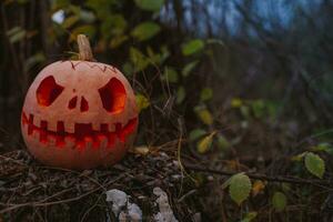 pumpa med ristade ögon och mun på de stubbe. dekor för halloween. skrämmande skog. foto