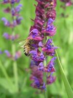 bin samla nektar från de alpina salvia. foto