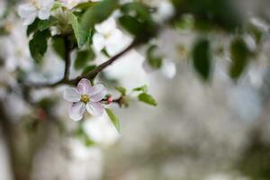 bi på en blommande äpple träd foto