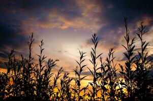 silhuett av fält med dramatisk solnedgång himmel foto