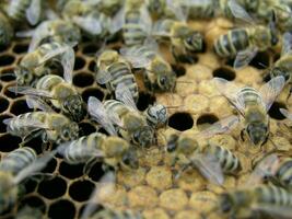 artificiell insemination av de bin i de bigård av biodlare. foto