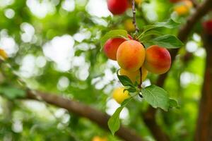 körsbär plommon eller myrobalan prunus cerasifera gul mogen drupa, sten frukt av på grenar av träd i sommar. fruktträdgårdar under skörda av frukter. foto