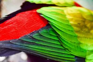 en stänga upp av en färgrik papegoja med dess vingar spridning foto