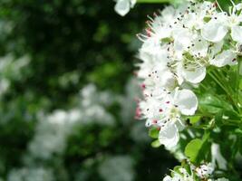 blommor päron på de träd i tidigt vår. vit blommor med fem kronblad och ståndare grön blomning träd i de vår. honung växter ukraina. samla pollen från blommor och knoppar . foto