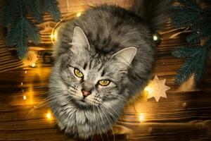 katt utseende upp mitt i jul lampor. katt på tabell med verktyg för förpackning gåvor för ny år 2023 foto