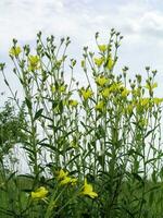 linum maritimum gul blommor växande i Europa. honung och medi foto