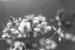 vit med rosa blommor av de körsbär blommar på en vår dag i de parkera foto