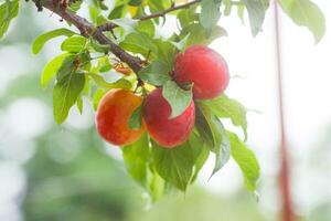 körsbär plommon eller myrobalan prunus cerasifera röd mogen drupa, sten frukt av på grenar av träd i sommar. fruktträdgårdar under skörda av frukter. foto