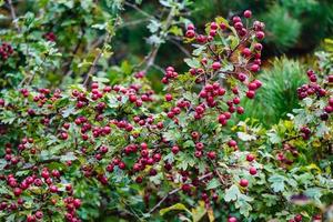 röda bär av crataegus -trädet foto