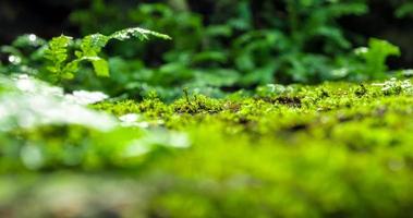 friskhet grön mossa och ormbunkar som växer i regnskogen foto