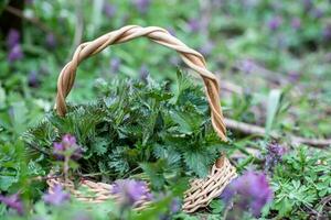 nässla buske i korg- korg bland lila blommor Corydalis solida i skogen. samling av först vår miljömässigt vänlig plats nässlor för Ingredienser för organisk kosmetika. medicinsk örter. foto