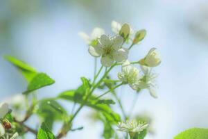 vit med rosa blommor av de körsbär blommar på en vår dag i de parkera foto