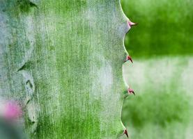 saftig växt närbild, tagg och detalj på blad av agave växt foto
