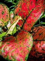 vacker färg på blad av aglaonema tropisk krukväxt