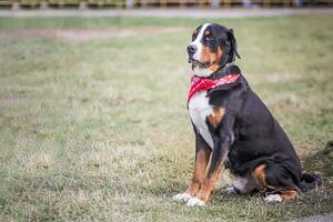 tur- Berner Berner sennenhund stor hund på grön fält. porträtt av stor inhemsk hund. en skön djur- med en bandana på nacke. foto