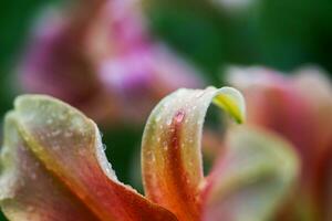 släppa av regn på kronblad av orange lilium, Sann liljor foto