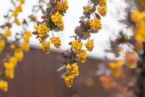 berberis thunbergii, japansk eller röd berberis gul blommor i vår. blommande av thunbergs berberis. foto