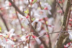 bi på blomma av nanking körsbär prunus tomentosa foto