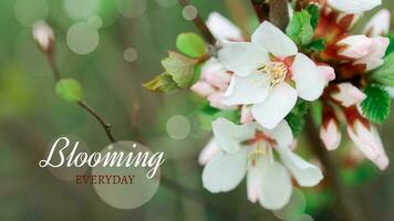 text blomning varje dag blomma av nanking körsbär. vit blommor prunus tomentosa på en buske koreanska körsbär. blommor körsbär träd blommat ut. honung och medicinsk växter ukraina. blommande frukt träd. makro, mjuk fokus. foto