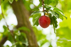 körsbär plommon eller myrobalan prunus cerasifera röd mogen drupa, sten frukt av på grenar av träd i sommar. fruktträdgårdar under skörda av frukter. foto