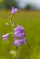 campanula rapunculoides, krypande klockblomma, eller rampion klockblomma. violett blommor och knoppar av en campanula på fält. foto