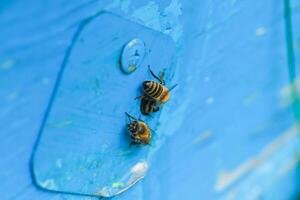 från bikupa ingångsbin krypa ut. honungsbi koloni vakter på blå bikupa från plundring honungsdagg. foto