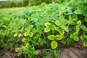 ung sojaböna groddar i en fält med gul löv. problem av växande jordbruks växter utan herbicider foto