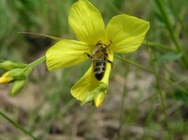 linum maritimum gul blommor växande i Europa. honung och medi foto