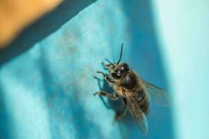 bin på gammal bikupa ingång. bin är återvändande från honung samling till blå bikupa. bin är på ingång. honungsbi koloni vakter bikupa från plundring honungsdagg. bin lämna tillbaka till bikupa efter de honungsflöde. foto