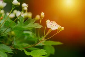 crataegus sanguinea redhaw hagtorn vit blommor på grenar. blomning sibirisk hagtorn Begagnade i folk medicin till behandla hjärta sjukdom och minska kolesterol i blod foto