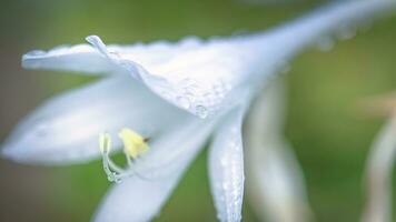 hosta, hostor, groblad liljor, giboshi vit blomma med släppa makro se. bakgrund från hosta löv. perenn. foto