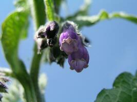 lila blomma symfytum officinale tycka om klockorna stänga upp. honung pl foto