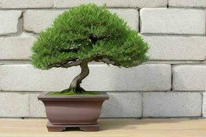 skön bonsai i minimalistisk pott. bakgrund. ai generativ proffs Foto