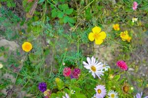 kosmosblommans fält, äng med aster, kamomill, esholtzia foto