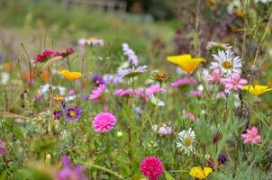 kosmosblommans fält, äng med aster, kamomill, esholtzia foto