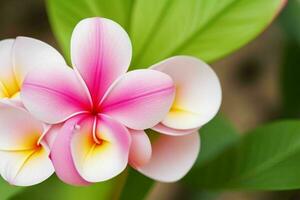 plumeria blomma. bakgrund. ai generativ proffs Foto