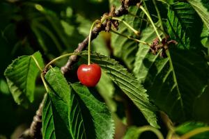 ljuv röd körsbär på en träd gren bland grön löv på en sommar värma da foto