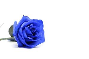 blå ros isolerad på vit bakgrund foto