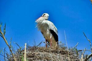 en stork bakgrund foto