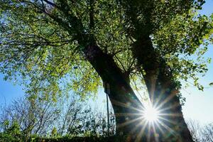 de Sol lyser genom de grenar av en träd foto