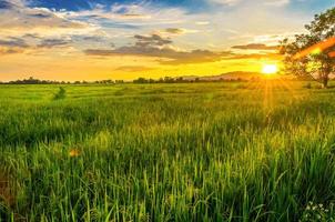 landskap av majsfält och grönt fält med solnedgång på gården foto