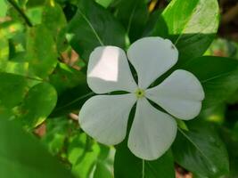 en skön se av en catharanthus roseus växt med blomma foto