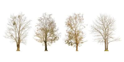 uppsättning torr trädform och trädgren på vit bakgrund för isolerade foto